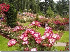 rose-garden-queen-elisabeth-park-conservatoire-bloedel