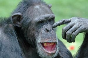Un chimpanzé au registre du personnel