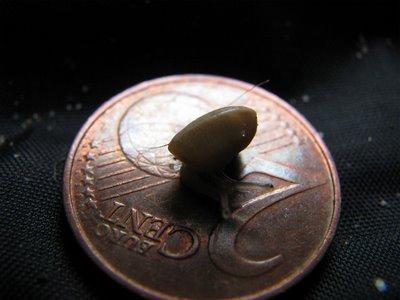 SÉRIE-CHOCJ'ai vécu parmi les Escargots4- Le Miracle de la vie !