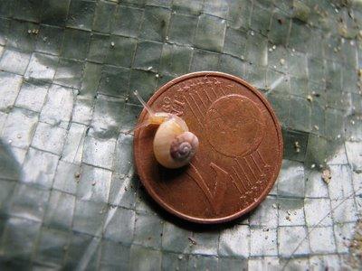 SÉRIE-CHOCJ'ai vécu parmi les Escargots4- Le Miracle de la vie !