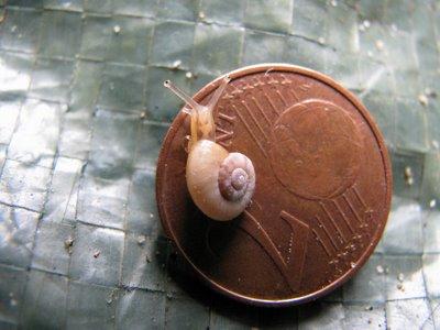 SÉRIE-CHOCJ'ai vécu parmi les Escargots4- Le Miracle de la vie !