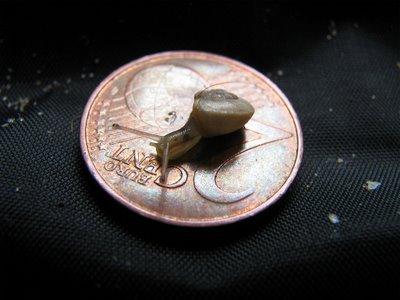 SÉRIE-CHOCJ'ai vécu parmi les Escargots4- Le Miracle de la vie !