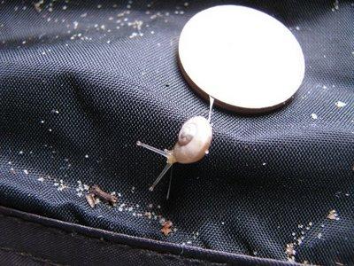 SÉRIE-CHOCJ'ai vécu parmi les Escargots4- Le Miracle de la vie !