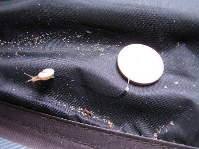 SÉRIE-CHOCJ'ai vécu parmi les Escargots4- Le Miracle de la vie !