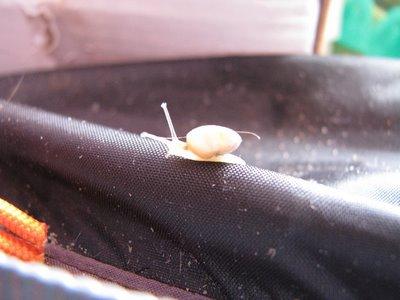 SÉRIE-CHOCJ'ai vécu parmi les Escargots4- Le Miracle de la vie !