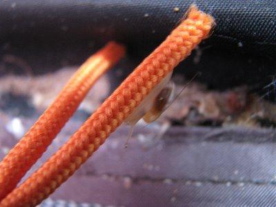 SÉRIE-CHOCJ'ai vécu parmi les Escargots4- Le Miracle de la vie !