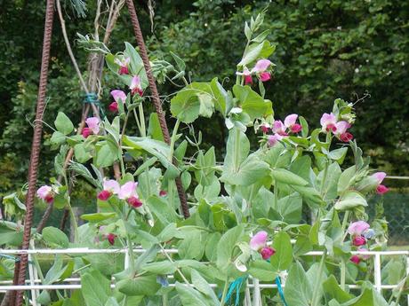 Les pois capucine apportent de la couleur au jardin