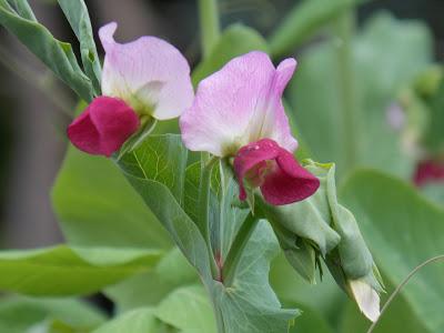 Les pois capucine apportent de la couleur au jardin