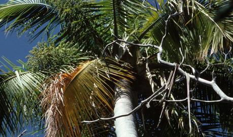 Majestic Palm (Ravenea rivularis)