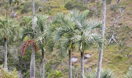 Manambe Palm (Dypsis decipiens)