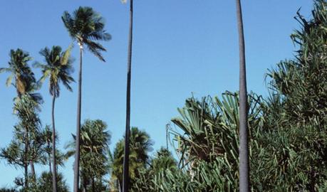 Les palmiers de Madagascar proches de l’extinction Majestic Palm (Ravenea rivularis)