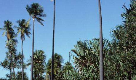 Majestic Palm (Ravenea rivularis)