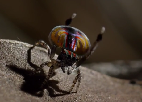 Une araignée très curieuse : l'araignée paon mâle