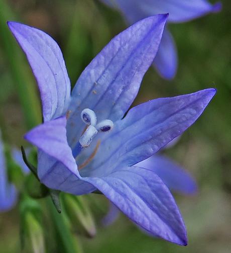 Campanule raiponce (Campanula rapunculus) Campanule raiponce (Campanula rapunculus)
