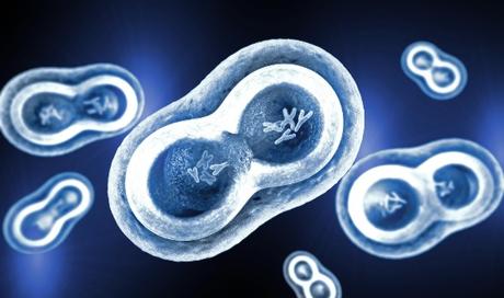 CANCER : Ralentir la division cellulaire pour bloquer sa propagation – Science