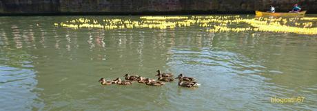 Duck Race – Strasbourg