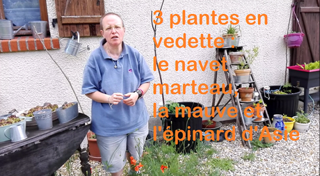 3 plantes en vedette : navet marteau, mauve, épinard d'Asie (vidéo)