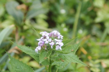 4 lunaria rediviva veneux 1 mai 2017 010.jpg