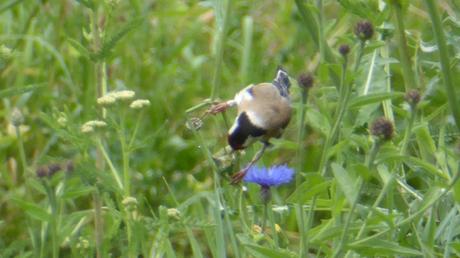 Des oiseaux dans la ville : mai 2017