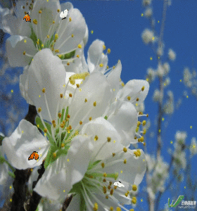 Semaine du 15 au 21 Mai 2017 Résultat de recherche d'images pour
