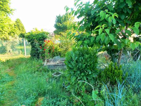 Quelques vues de mon jardin en permaculture 2 juin 2017