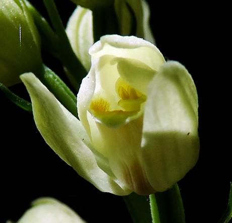Céphalanthère blanchâtre (Cephalanthera damasonium)