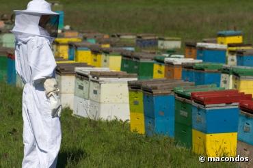 Agriculture : les abeilles transformées en esclaves de la pollinisation