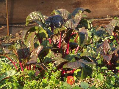 Semez et plantez maintenant vos premiers légumes d'hiver