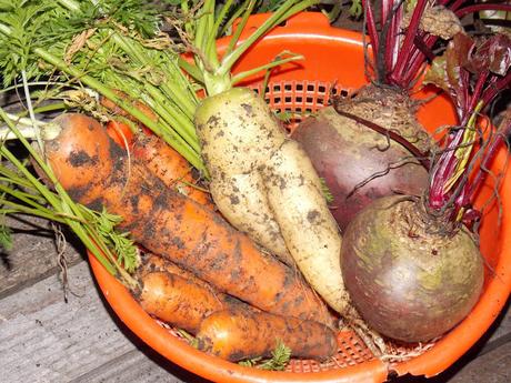 Semez et plantez maintenant vos premiers légumes d'hiver