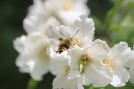 7 philadelphus lemoinei sphinx veneux 31 mai 2017 050.jpg