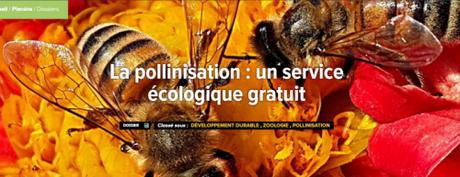 Pollinisation futura-sciences_sommaire