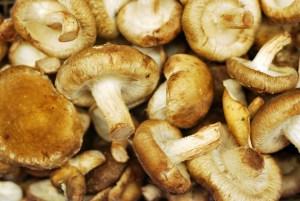 Casher BIO: Tous fous du Shiitake!