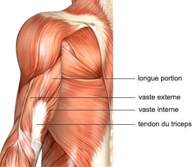 Tendinite du triceps brachial : causes, symptômes et traitement