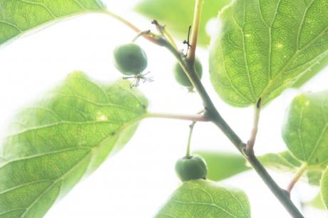 actinidia melanandra veneux 14 juin 2017 009 (5).jpg