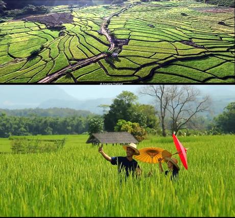 Amazing Thai Rice Route, tout ce vous devez savoir