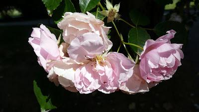 Starnbergersee: les roses de l'île aux roses (Roseninsel). 25 photographies