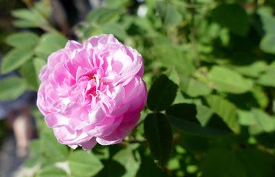 Starnbergersee: les roses de l'île aux roses (Roseninsel). 25 photographies
