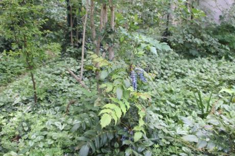 6 mahonia japonica veneux 14 juin 2017 015 (2).jpg