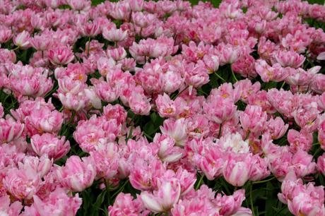 Les tulipes de Keukenof