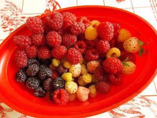 C'est la récolte des fruits rouges