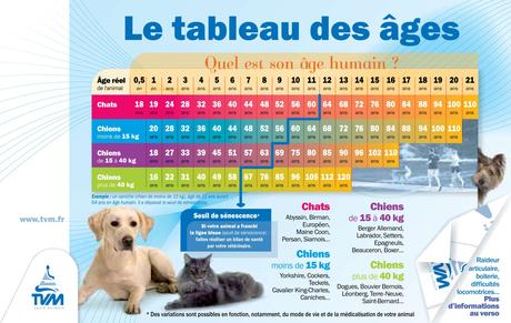 Quel est l’âge humain de votre chien ? Quel est l’âge humain de votre chien ?