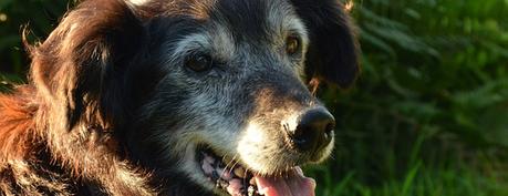 Quel est l’âge humain de votre chien ? Quel est l’âge humain de votre chien ?