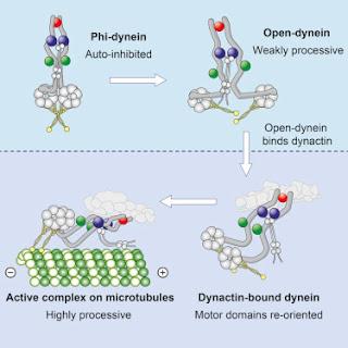 #cell #dynéine #cryoEM #microtubules La Cryo-EM révèle comment la dynéine cytoplasmique humaine est auto-inhibée et activée