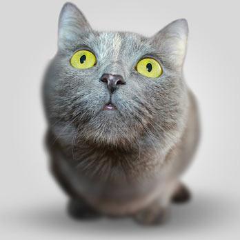 Connaissez-vous l’origine de votre chat ? Connaissez-vous l’origine de votre chat ?