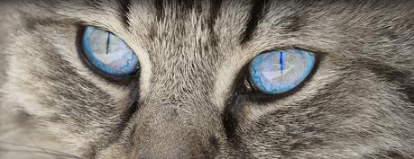 Connaissez-vous l’origine de votre chat ? Connaissez-vous l’origine de votre chat ?