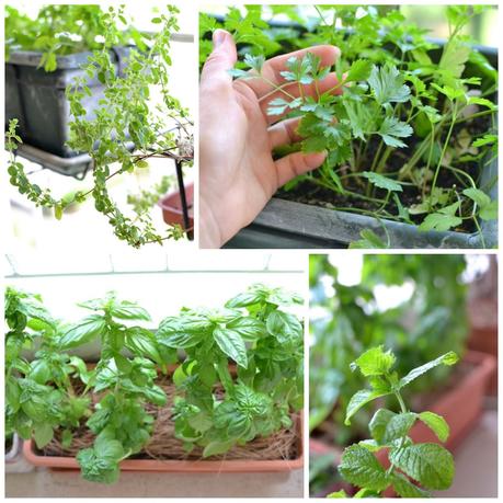 Mon mini jardin... bon ok, mon balcon ^^ Mon mini jardin... bon ok, mon balcon ^^