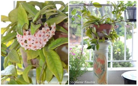 Mon mini jardin... bon ok, mon balcon ^^ Hoya en fleurs