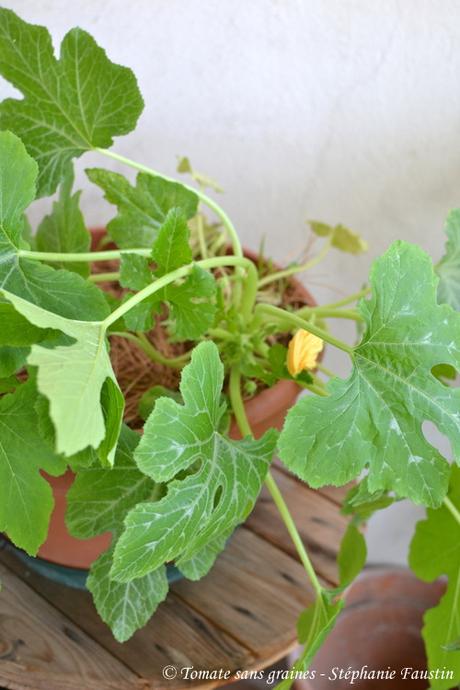 Mon mini jardin... bon ok, mon balcon ^^ Mon mini jardin... bon ok, mon balcon ^^
