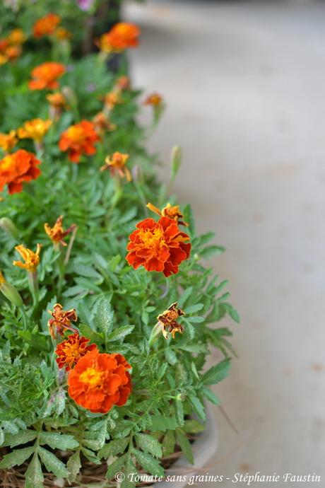 Mon mini jardin... bon ok, mon balcon ^^ Oeillets d'Inde