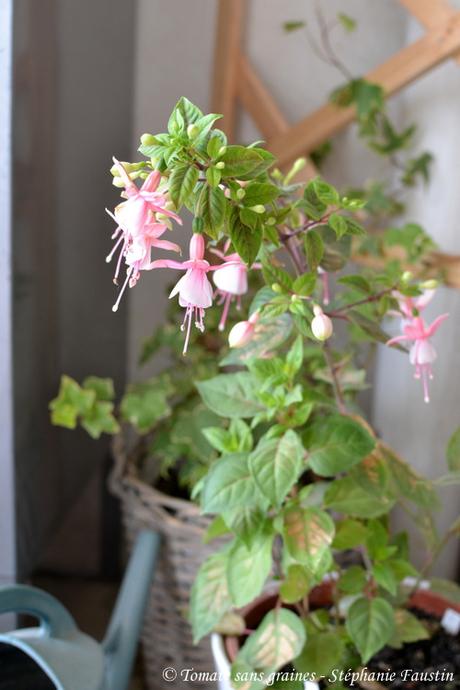 Mon mini jardin... bon ok, mon balcon ^^ Mon mini jardin... bon ok, mon balcon ^^